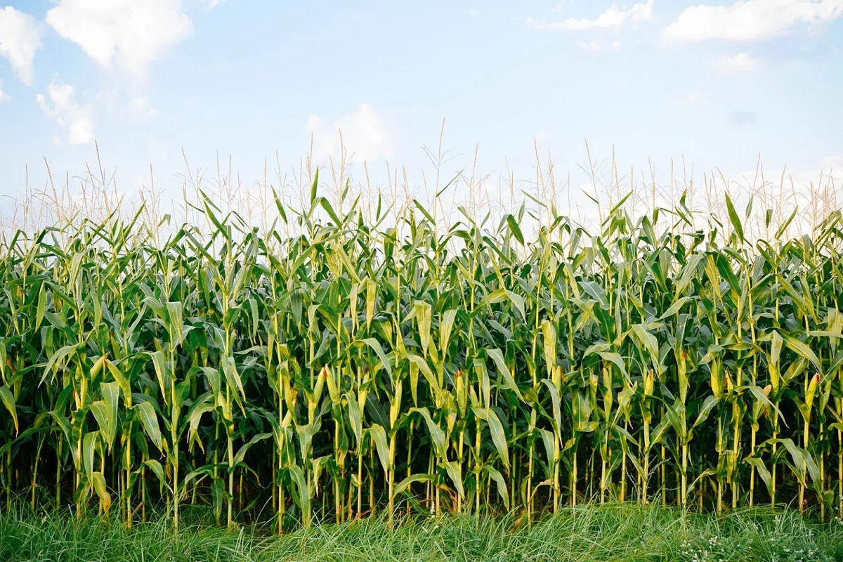 Zambian Maize at the Mercy of Climate Change