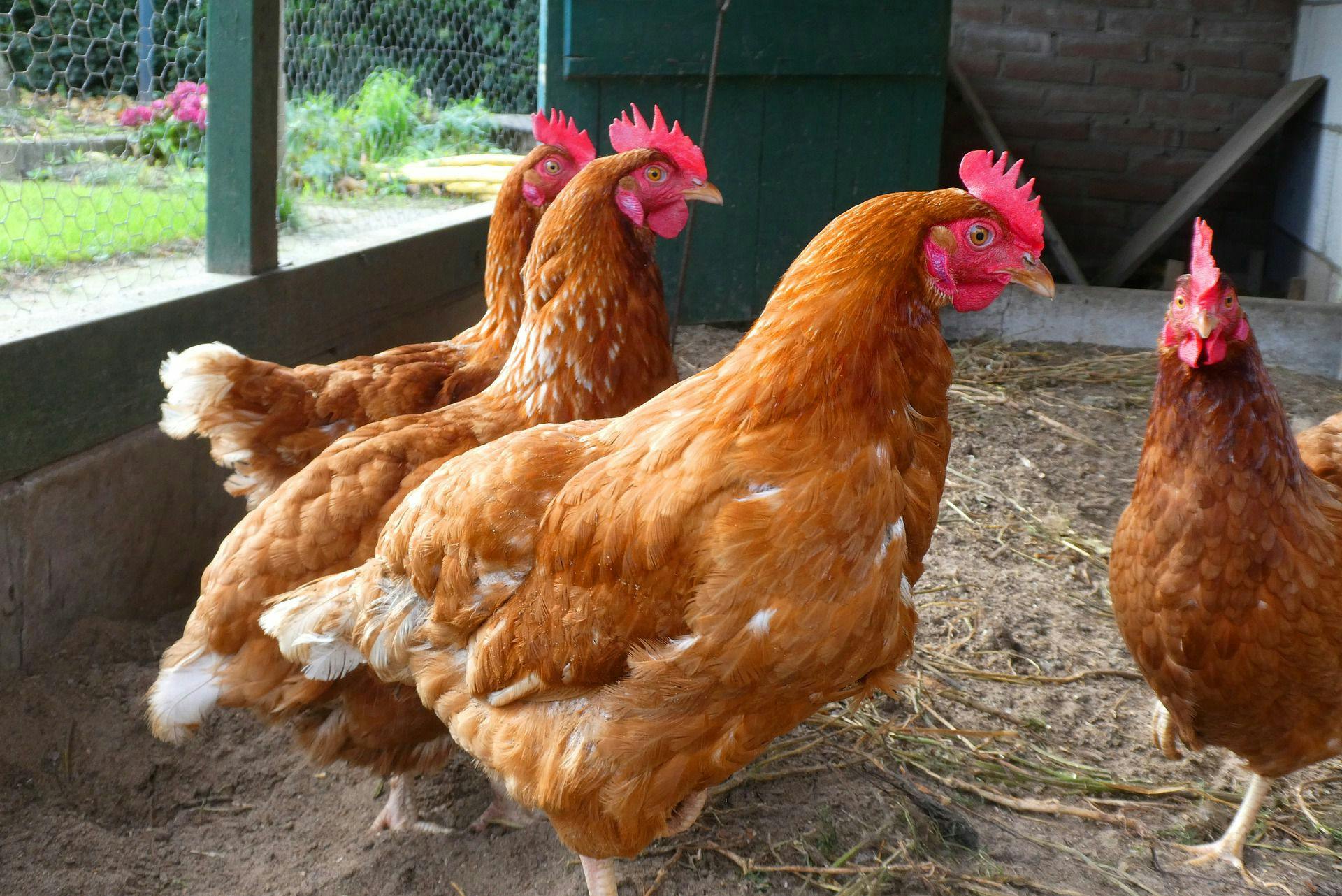 Salmonella - What it Means for Broilers and Egg-Layers