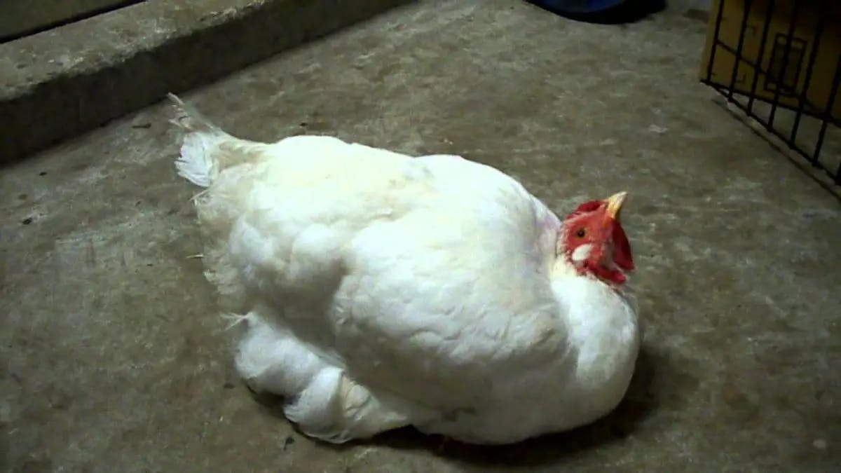 Understanding Botulism in Chickens