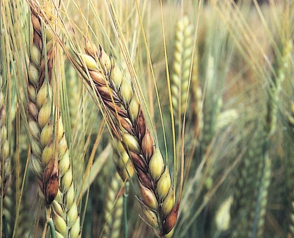 Understanding Fusarium Head Blight in Small Grain Cereals