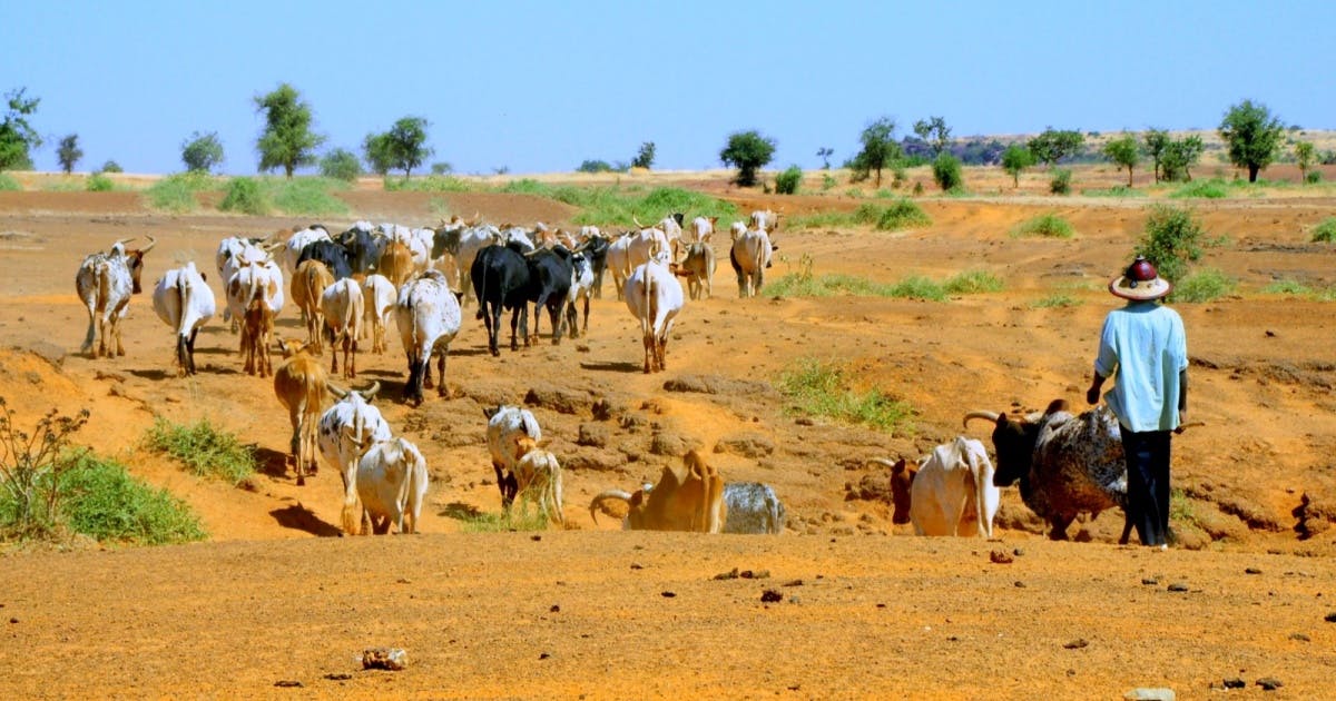 African Livestock Under Threat from Climate Change