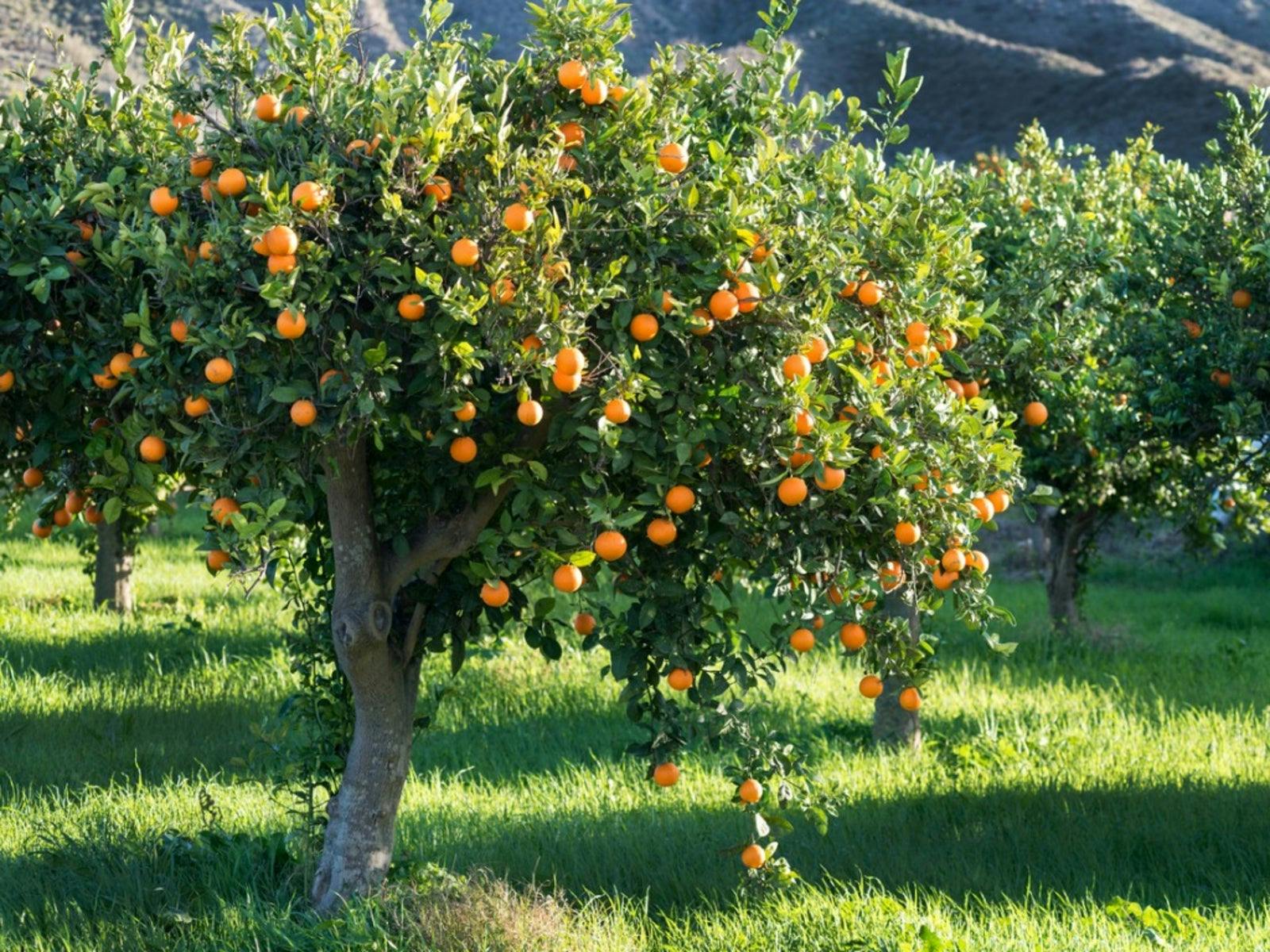 How does irrigation and nutrition affect citrus fruits production and quality