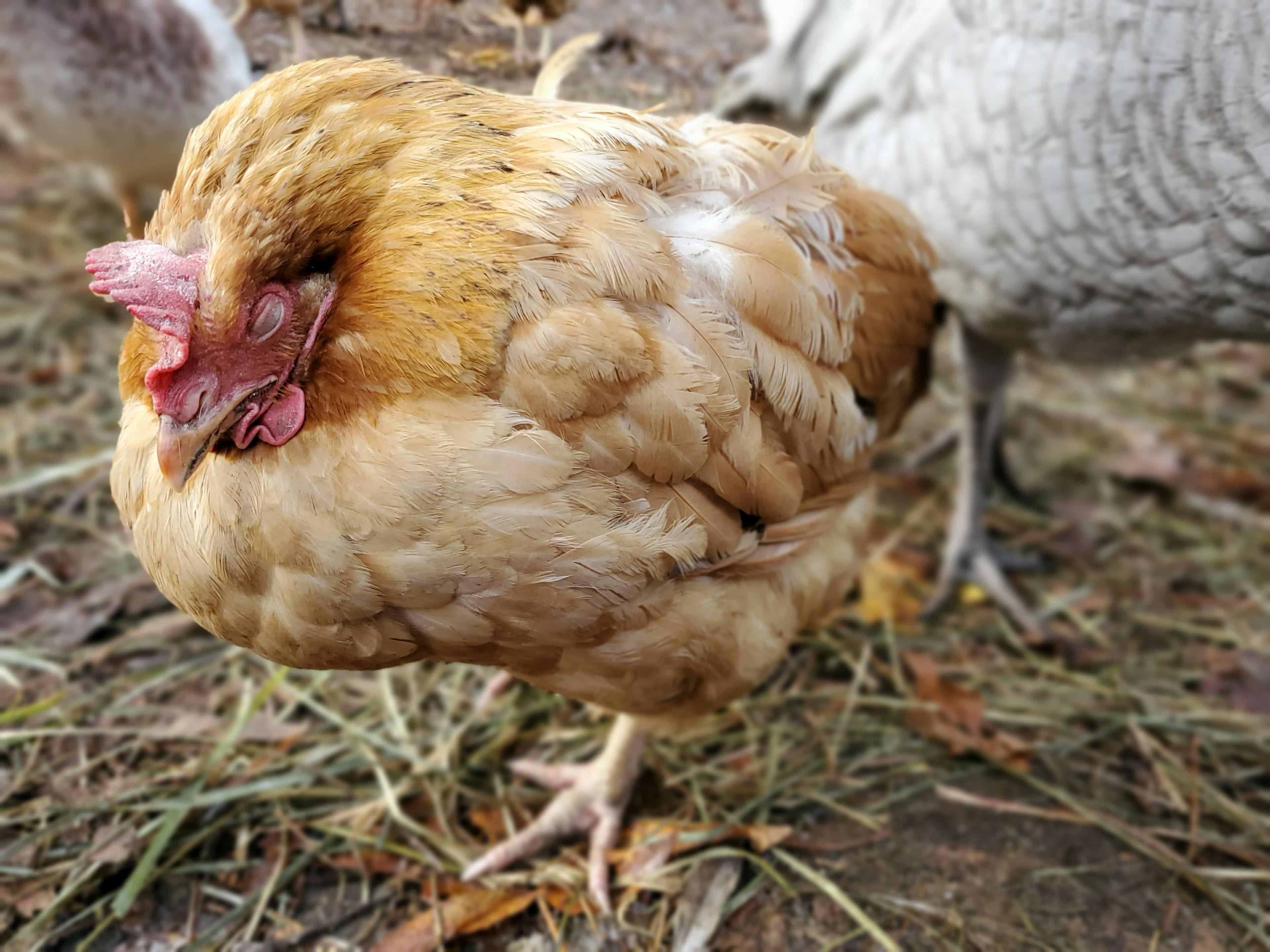 Understanding Coccidiosis and Its Impact on Your Flock