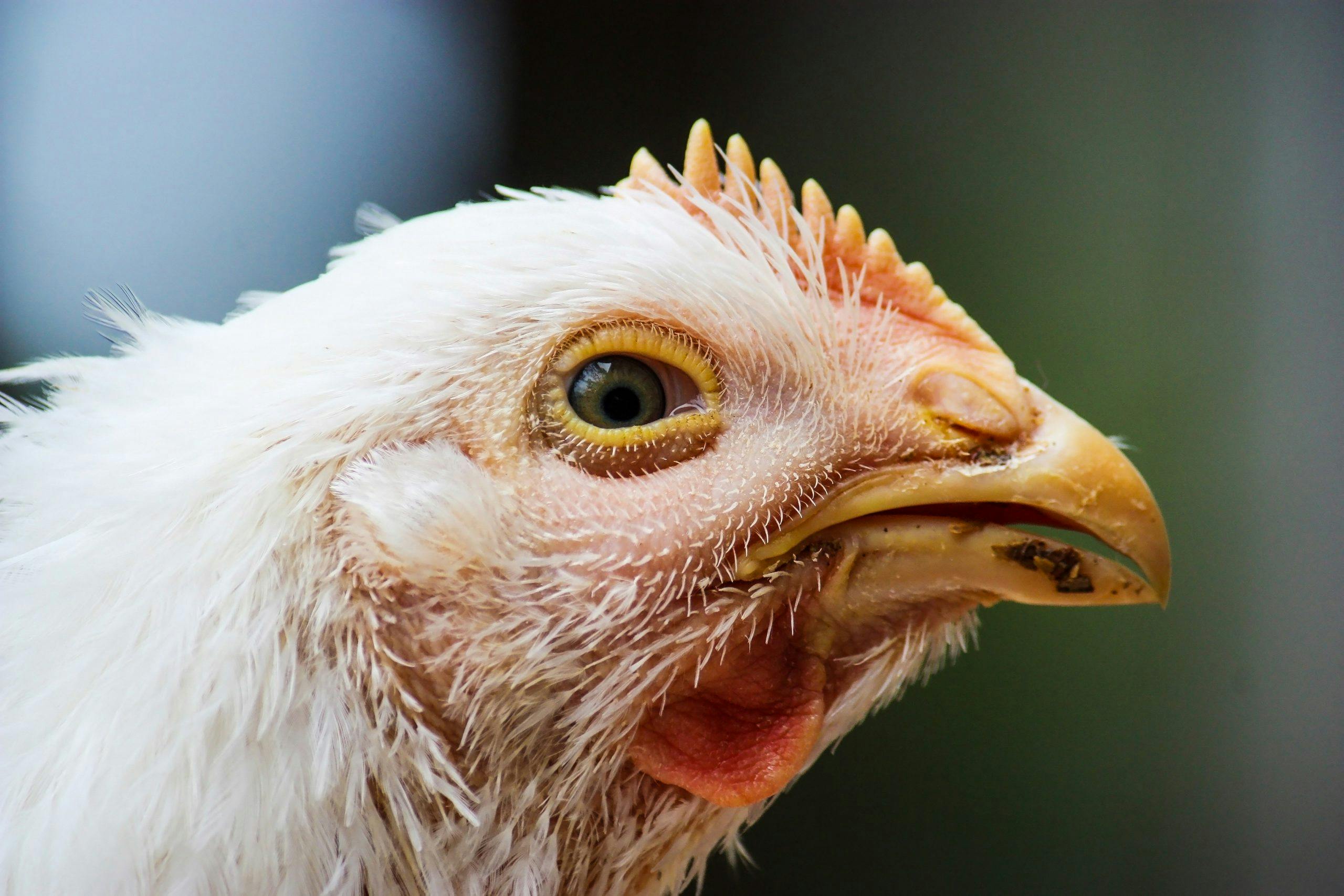 Understanding Fowl Cholera in Poultry