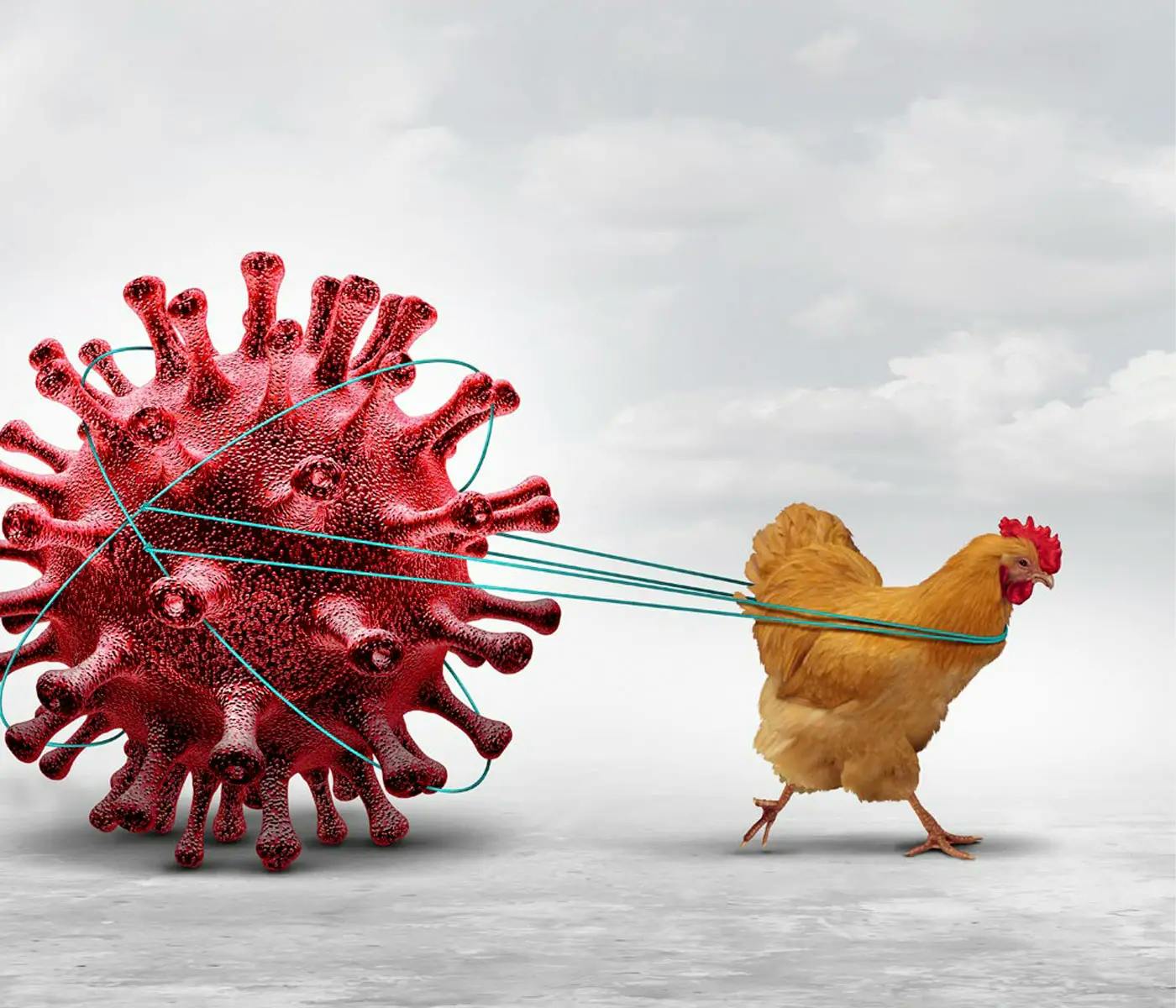 Understanding Avian Influenza in Poultry